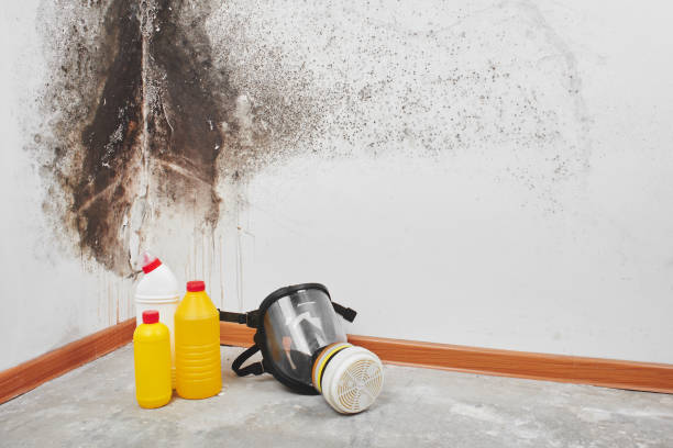 Crawl Space Mold Removal in Millstadt, IL