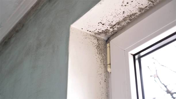 Best Professional Mold Removal  in Mlstadt, IL