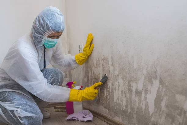Certified Mold Removal in Millstadt, IL