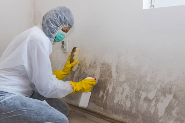 Best Attic Mold Removal  in Mlstadt, IL