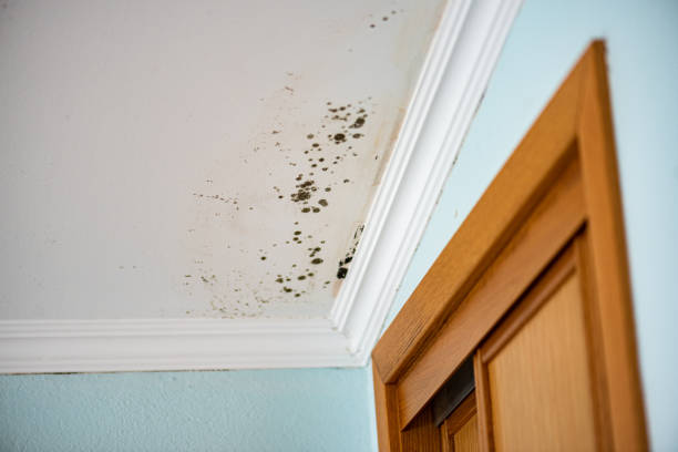 Best Local Mold Removal Service  in Mlstadt, IL