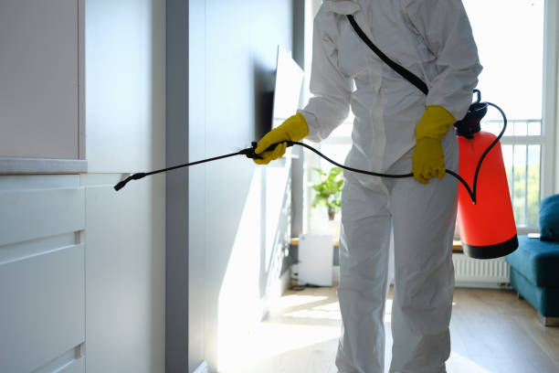 Best Attic Mold Removal  in Mlstadt, IL