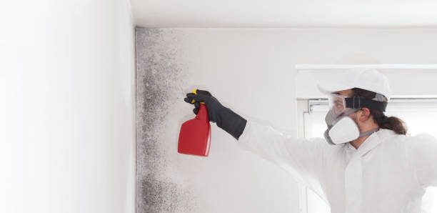 Best Home Mold Removal  in Mlstadt, IL