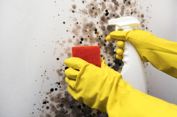 Best Office Mold Removal Services  in Mlstadt, IL