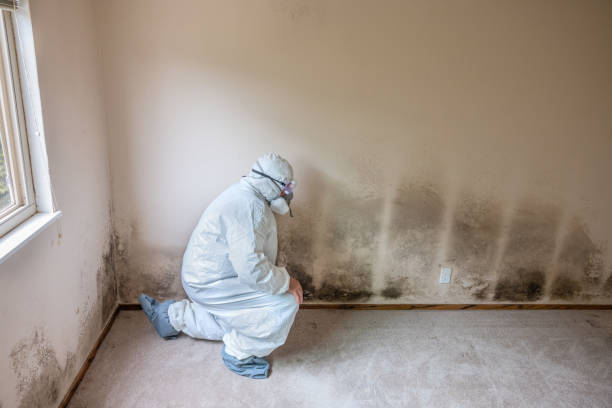 Mold Removal and Inspection in Millstadt, IL