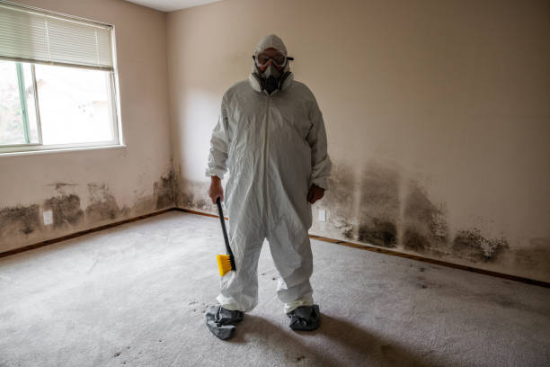 Best Mold Removal and Inspection  in Mlstadt, IL