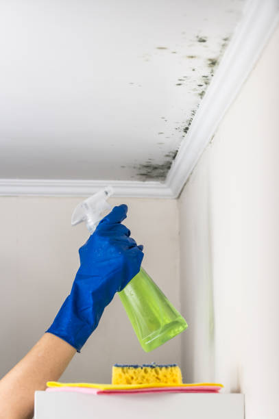 Best Mold Removal Near Me  in Mlstadt, IL